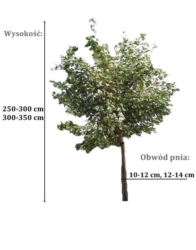 klon nizetti - duze sadzonki drzewa o roznych obwodach pnia